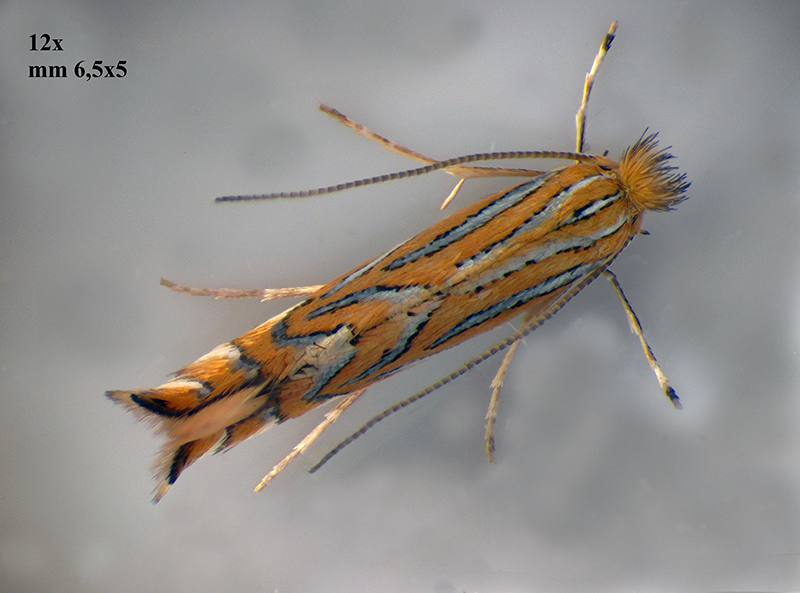 Lithocolletis (Phyllonorycter) platani con parassitoidi